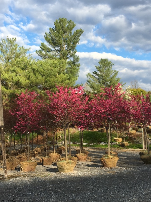 Cercis canadensis Appalachian Red