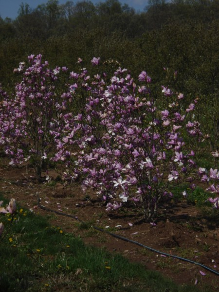 magnolia-liliiflora-jane-001
