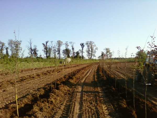 planting-new-field-liners-002